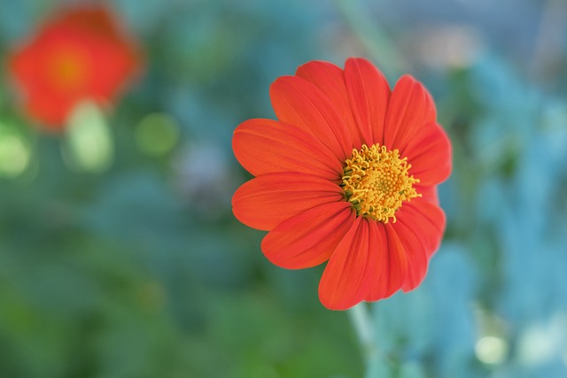 上海新援加盟引发关注